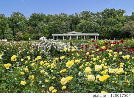 東京都　神代植物公園　バラ園　秋バラの季節 120017504