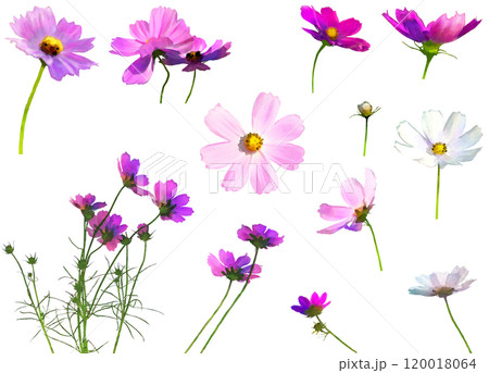 秋の花-コスモスのイラスト素材セット 秋の花-コスモスのイラスト素材セット 120018064