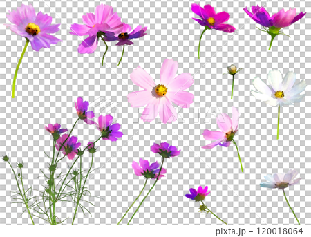 秋の花-コスモスのイラスト素材セット 秋の花-コスモスのイラスト素材セット 120018064