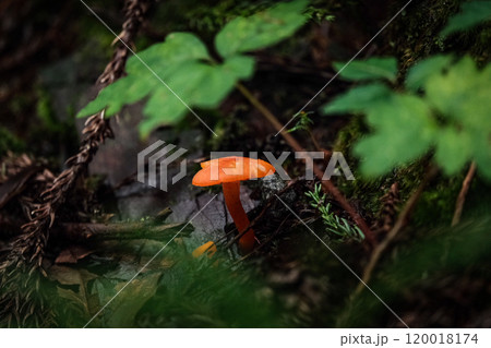 森の中の小さくてかわいい赤いキノコ 120018174