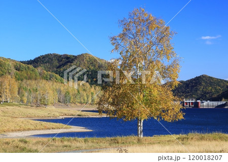 晩秋の北海道　ダム湖湖畔の白樺 120018207
