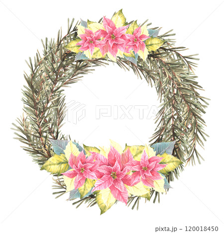 Watercolor Christmas spruce branches evergreen advent wreath with pink yellow poinsettia flowers and burning white candle hand drawn illustration. Template for festive card. Isolated from background. 120018450