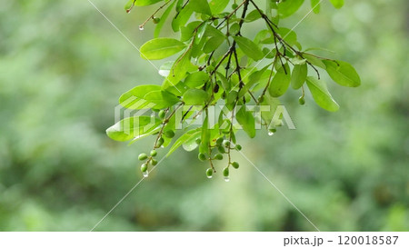 korea ancient palace korea ancient palace 120018587