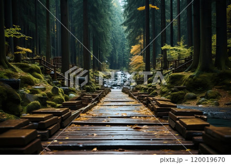 Paved wooden road in the forest. 120019670