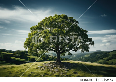 Front view of one big green tree. 120019673