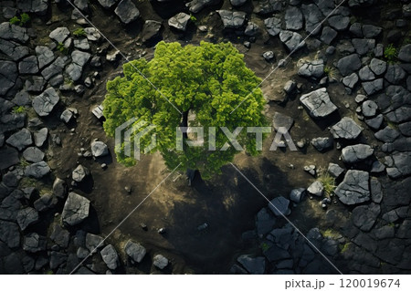 Top view of one big green tree. 120019674