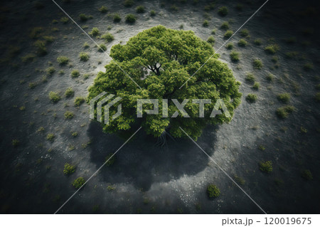 Top view of one big green tree. 120019675