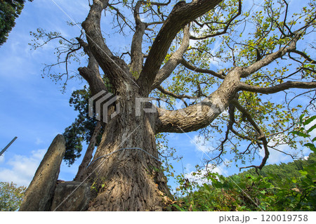 「安入りのハリギリ」秋　青森県黒石市 120019758