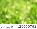 Bokeh shining background of summer greenery Summer sunshine, background of lush greenery of grass and leaves. 120019762