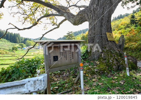 「安入りのハリギリ」秋 青森県黒石市 「安入りのハリギリ」秋 青森県黒石市 120019845