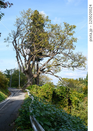 「安入りのハリギリ」秋 青森県黒石市 「安入りのハリギリ」秋 青森県黒石市 120020024