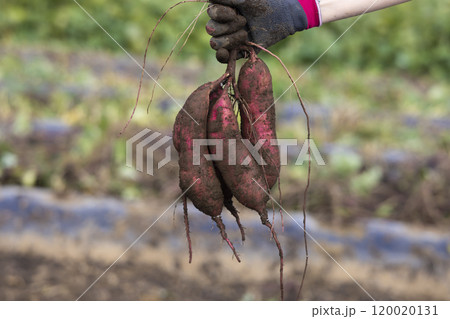 掘りたてのサツマイモ 掘りたてのサツマイモ 120020131