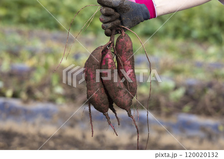 掘りたてのサツマイモ 掘りたてのサツマイモ 120020132