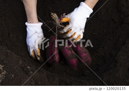 掘りたてのサツマイモ 掘りたてのサツマイモ 120020135