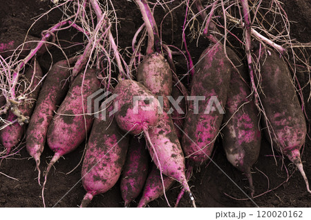 掘りたてのサツマイモ 120020162