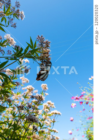 アサギマダラとフジバカマの花　遠くまで渡りをする綺麗な蝶　浅葱色の美しいちょうちょ 120020320