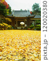 イチョウの落葉でいっぱいの神社に参る女性 120020380
