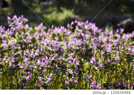 春3月の野原に咲き誇る薄紫色のホトケノザの花 120020488
