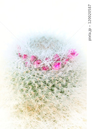 サボテンの花 ピンク色の小さい花が一列に 明るい背景 サボテンの花 ピンク色の小さい花が一列に 明るい背景 120020587