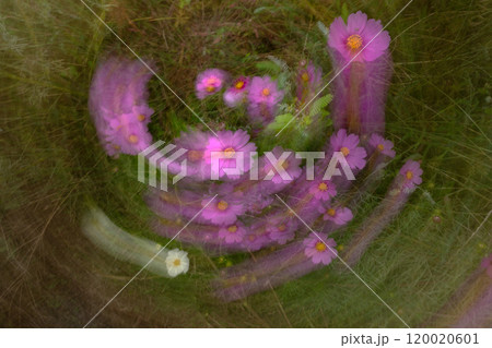 スローシャッターによるコスモスの花のデザイン的表現素材 スローシャッターによるコスモスの花のデザイン的表現素材 120020601