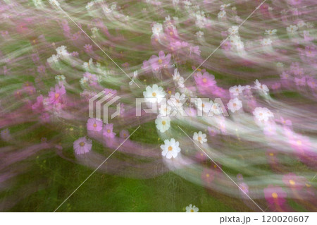 スローシャッターによるコスモスの花のデザイン的表現素材 120020607