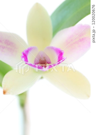 カトレア 黄緑色の花 明るい背景 珍しい カトレア 黄緑色の花 明るい背景 珍しい 120020676