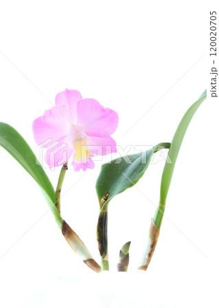 カトレア　ピンク色の花　明るい背景　クリスマスローズ 120020705