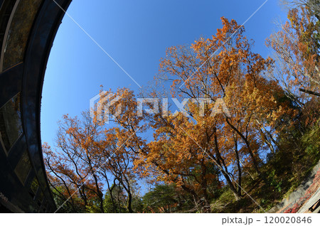 生田緑地の秋景色 生田緑地の秋景色 120020846