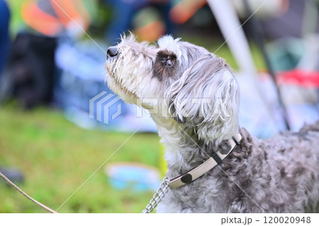 可愛いミニチュアシュナウザー 120020948