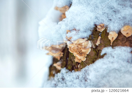 Wood mushroom on a tree trunk in a winter forest. place for text Wood mushroom on a tree trunk in a winter forest. place for text 120021664