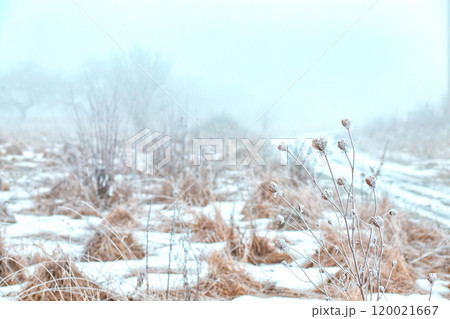 winter landscape. hoarfrost on plants in the field. strong frost winter landscape. hoarfrost on plants in the field. strong frost 120021667