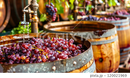 Freshly Harvested Grapes Fill Wooden Barrels at a Vineyard During the Autumn Season 120021969