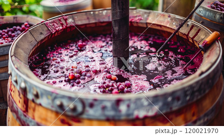 Grapes Being Processed in a Wine Barrel at a Vineyard During Harvest Season in Autumn 120021970