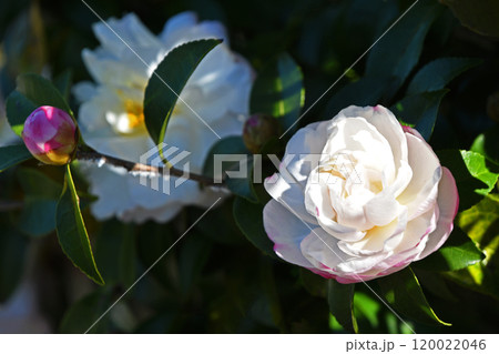 サザンカ（山茶花） 120022046