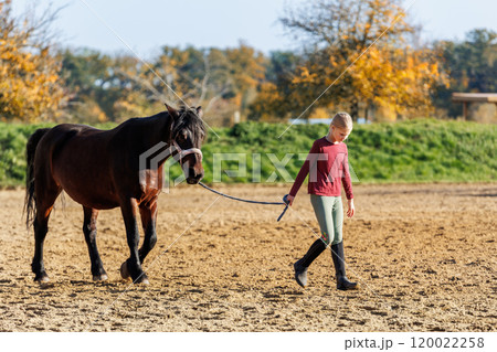 Young little teenager kid girl leading chestnut horse through stable ranch yard. Horse riding school exercise.  Cute little beginner blond girl kid near beautiful brown horse. Equine hobby or work 120022258