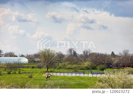 A peaceful rural landscape with clouds over vibrant fields and a farmer tending crops in spring A peaceful rural landscape with clouds over vibrant fields and a farmer tending crops in spring 120023272