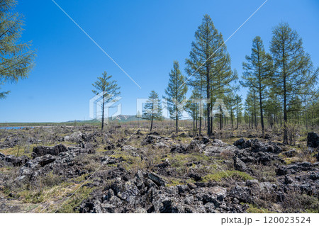 牛 雄牛 雄牛座 120023524