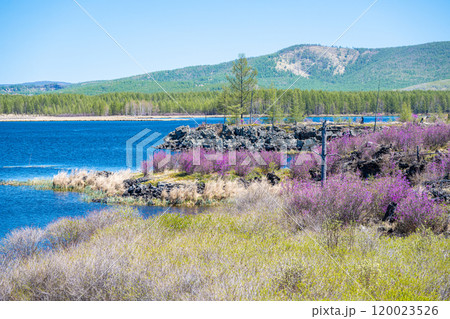 牛 雄牛 雄牛座 120023526