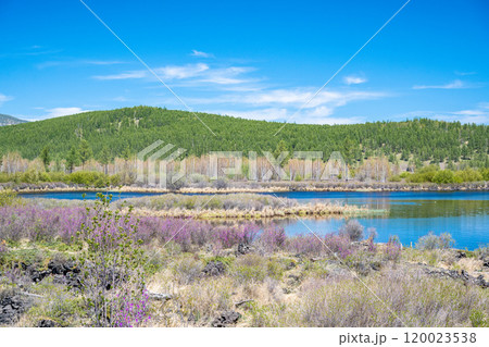 牛 雄牛 雄牛座 120023538