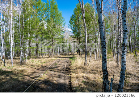 牛 雄牛 雄牛座 120023566