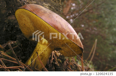 Wild Mushroom, Sierra de Guadarrama National Park, Spain 120024135
