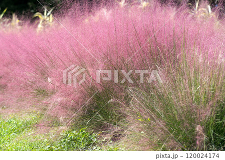 ミューレンベルギア 120024174