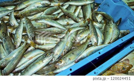 Fish Baskets, Aguilas, Spain Fish Baskets, Aguilas, Spain 120024451