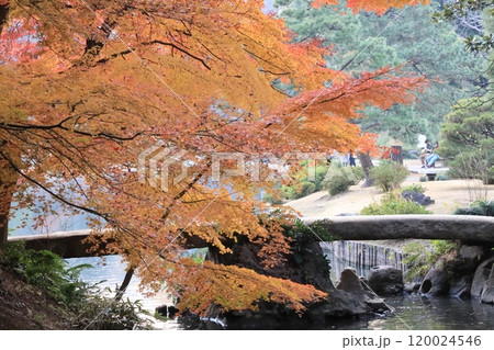 紅葉・六義園【東京都文京区】 120024546