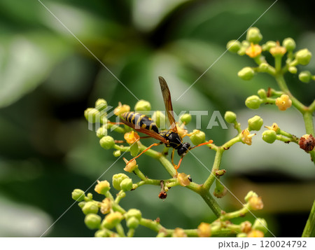 フタモンアシナガバチ 120024792
