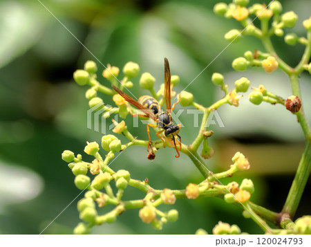 フタモンアシナガバチ フタモンアシナガバチ 120024793
