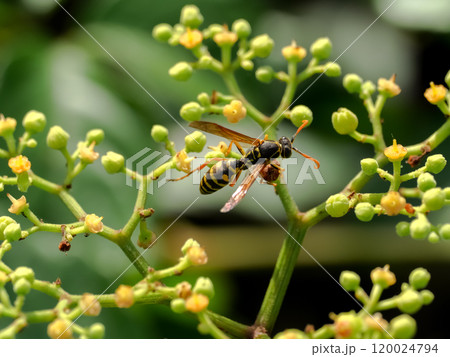 フタモンアシナガバチ 120024794