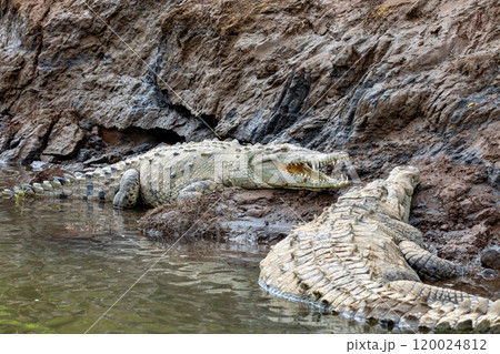 American crocodile, Crocodylus acutus, river Rio Tarcoles, Costa Rica Wildlife American crocodile, Crocodylus acutus, river Rio Tarcoles, Costa Rica Wildlife 120024812