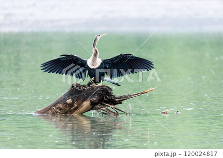 Snakebird, darter, American darter, or water turkey, Anhinga anhinga, River Tarcoles, Costa Rica 120024817