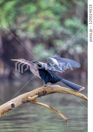 Snakebird, darter, American darter, or water turkey, Anhinga anhinga, River Tarcoles, Costa Rica 120024818